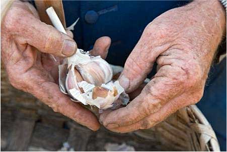 separating garlic cloves