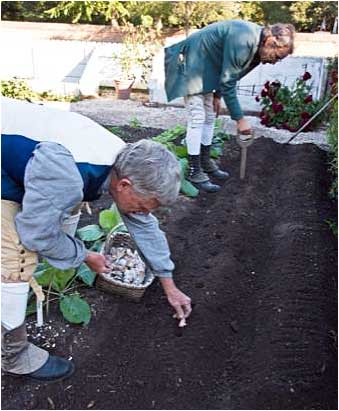 planting cloves with a dibble