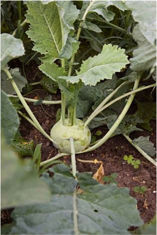 turnip cabbage, or kohlrabi