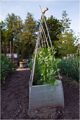 Teepee trellis