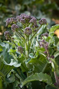 Roman Broccoli