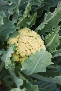 Cauliflower Broccoli