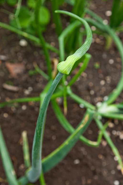 Onion flower stalk