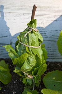 Cos tied up for blanching