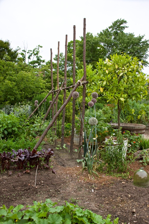 The arbor, newly constructed in spring.