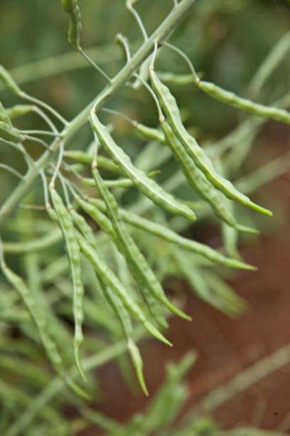 Cabbage seed pod