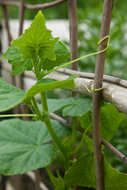 Cucumber tendrils