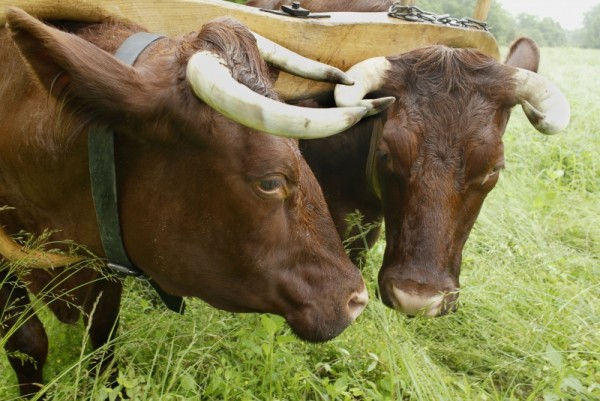 Oxen