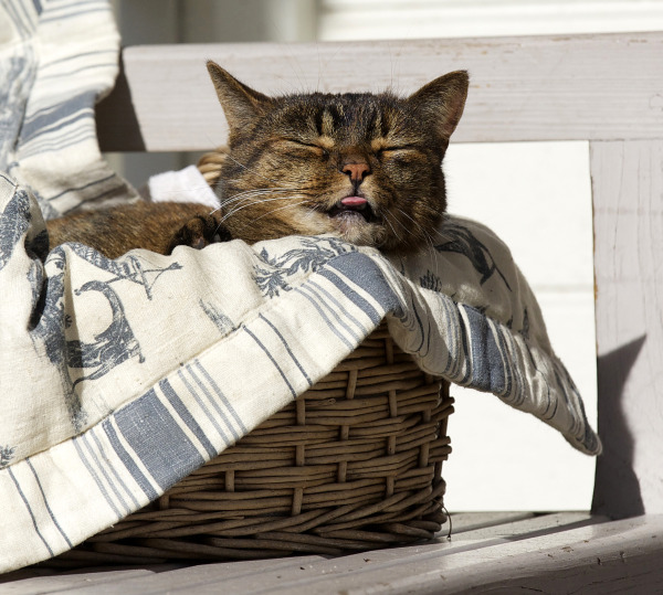 Eleanor in a basket