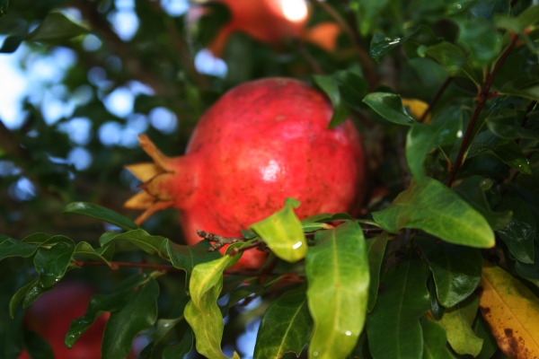 Pomegranate