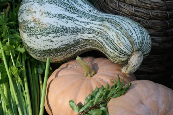 Cushaw Squash and Long Island Cheese Pumpkin