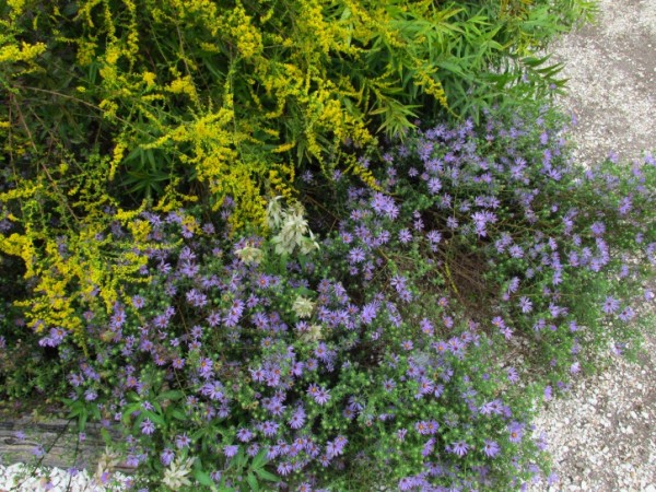 Aromatic Aster