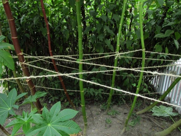 Castor Bean trusses