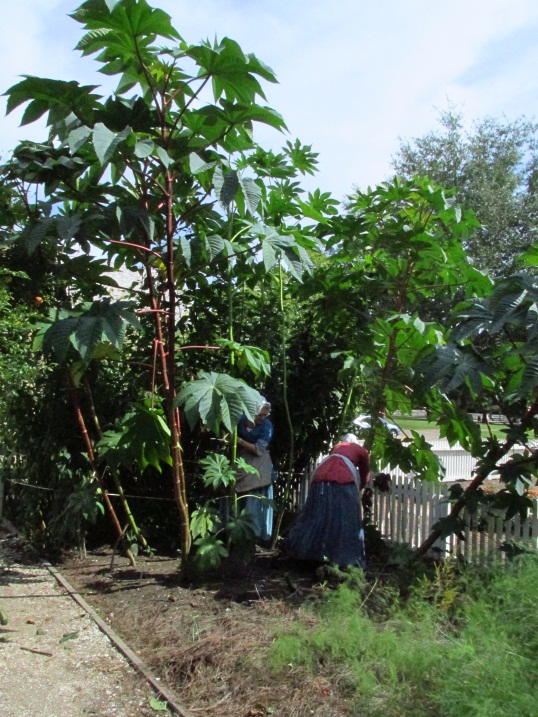 Cleaning Castor Beans after a storm