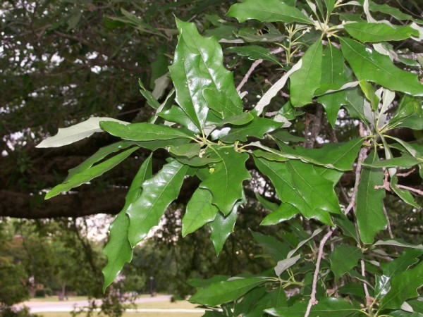 Compton oak