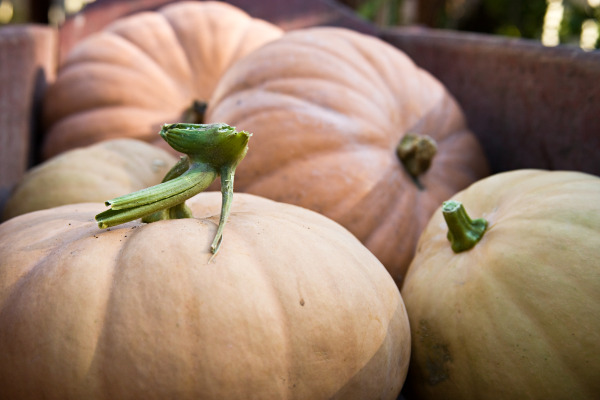 colonial pumpkins