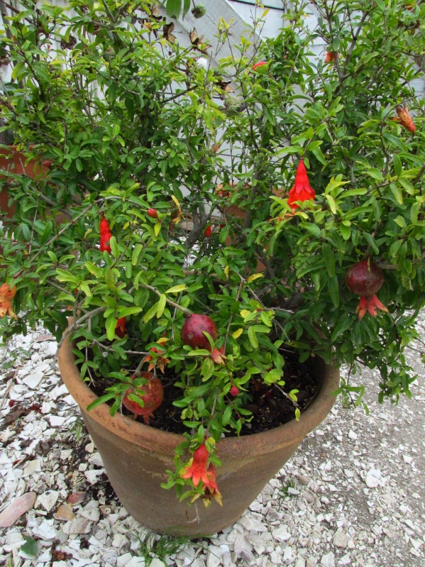 Dwarf pomegranate