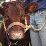 Venus Devon Cattle