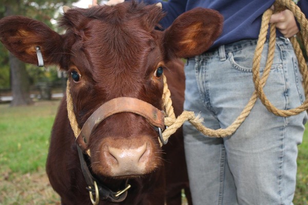 Venus Devon Cattle