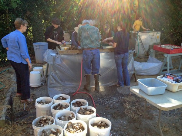 Staff, Interns, and Volunteers gather to scrub oyster shells. Who says we don't know how to have fun?