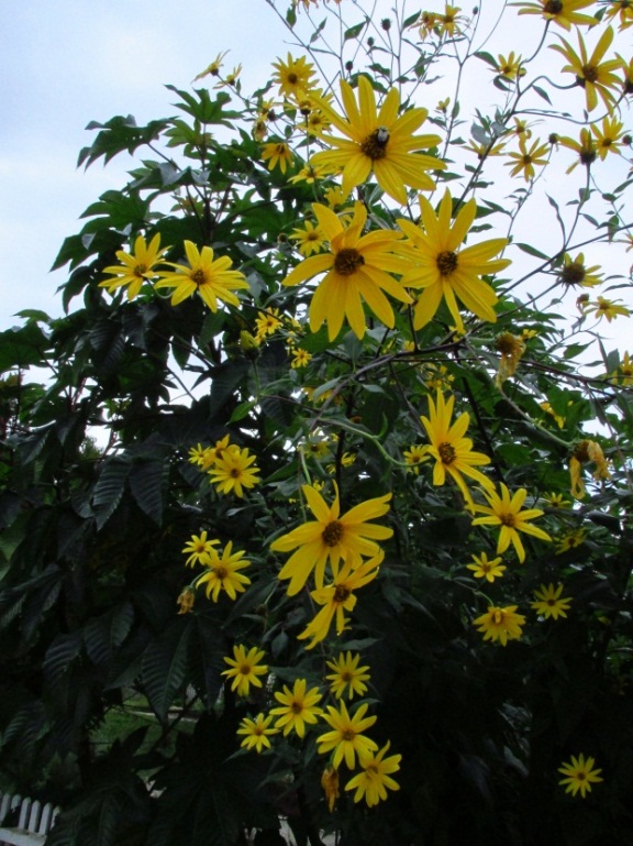 Jerusalem Artichoke