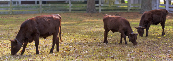 Juno,Venus,Pi Grazing