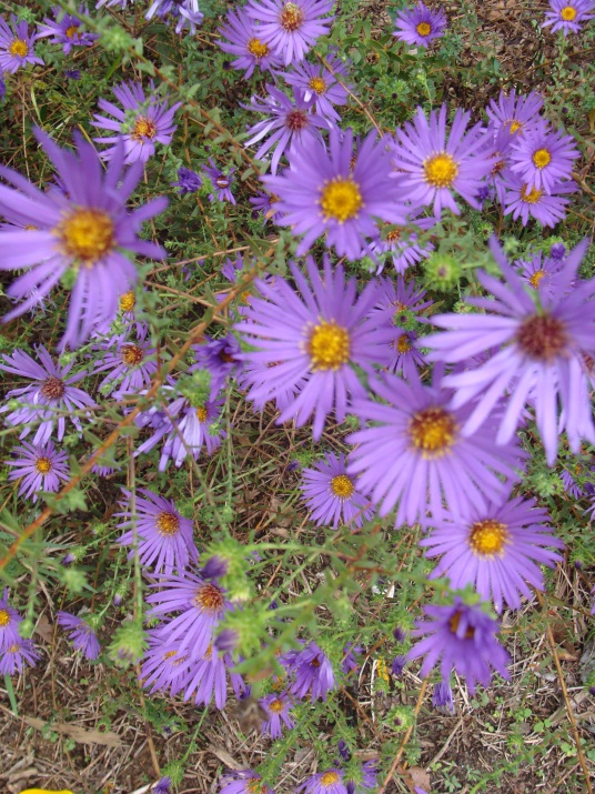 Large-flowered Aster