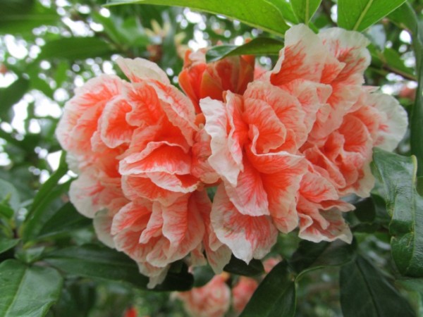 Ornamental pomegranate