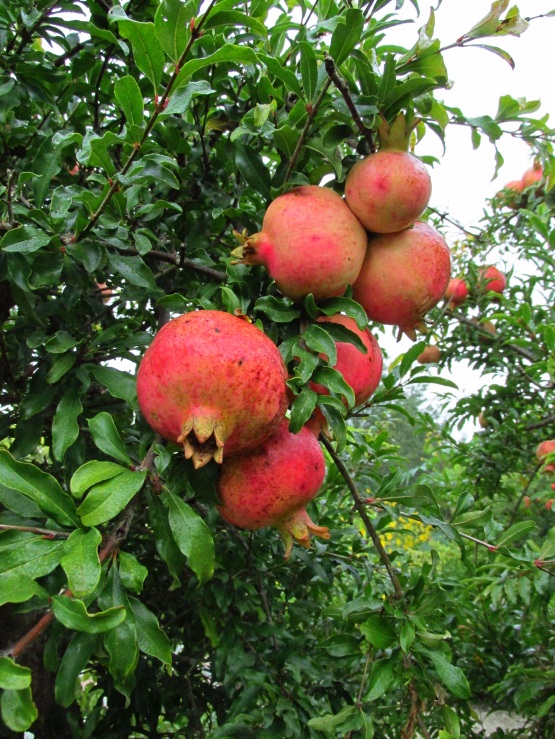 Pomegranate fruit