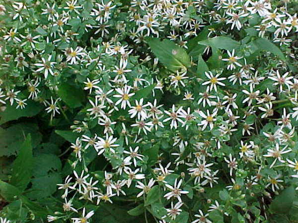 White Wood Aster