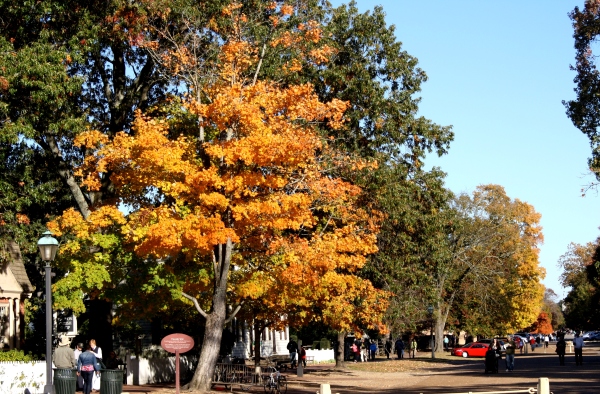 TreeOutsideWilliam&MaryBookstore