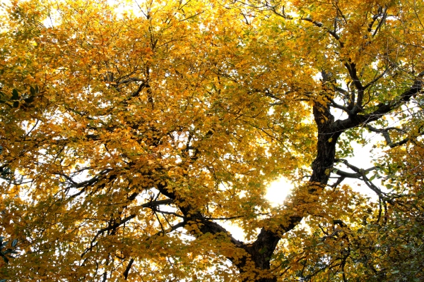 Yellow Leaves