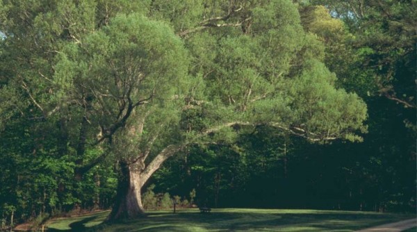 The Great Oak in 1994