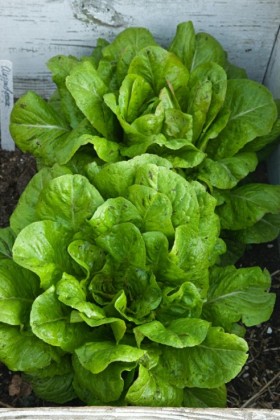 Aleppo lettuce