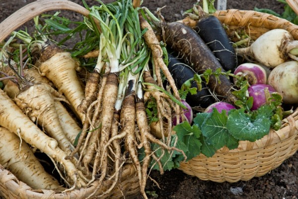 An assortment of roots