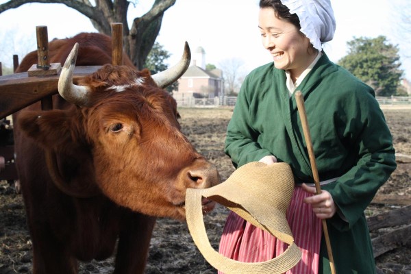 Lisa Carpenter and Working Steer