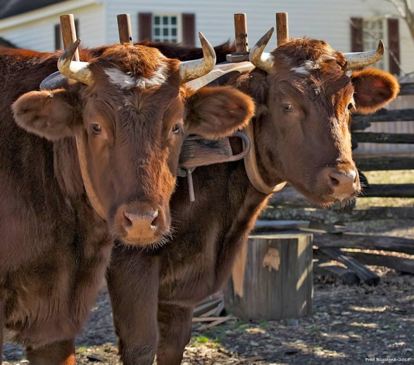 Oxen Pair