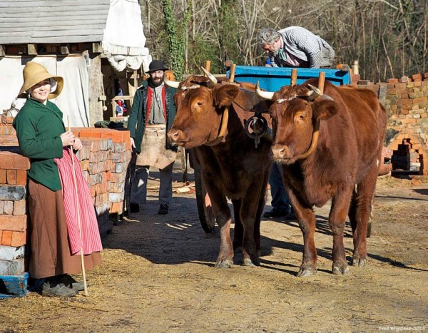 Oxen in Brickyard