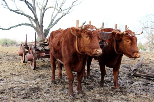 Pat and Mike Working Steer