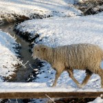 Stock Photo: Sheep in pasture Winter snow scene 2003