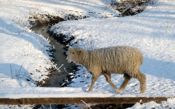 Stock Photo: Sheep in pasture Winter snow scene 2003