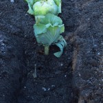 Trenching the cabbage