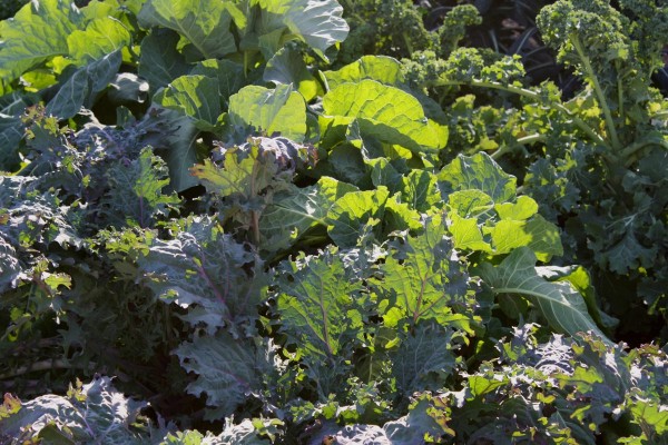 Tuscan ,Russian, Siberian, and Scottish Kale