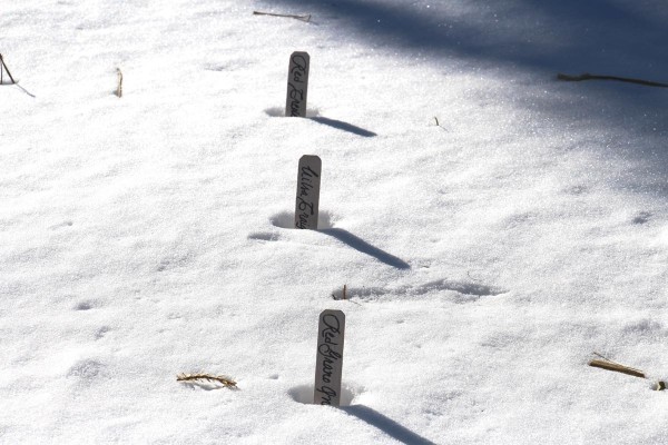 Garden-Markers-in-Snow