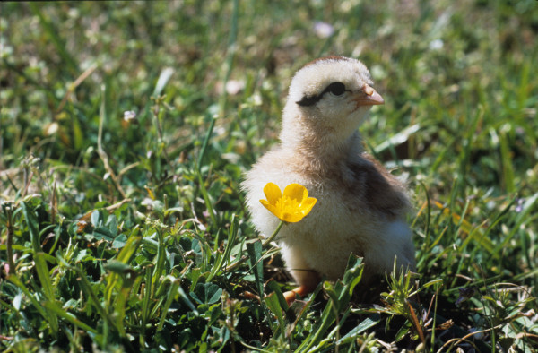 Rare chick with buttercup