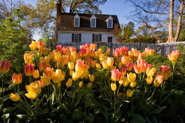 Antoinette Tulips: Lewis Garden