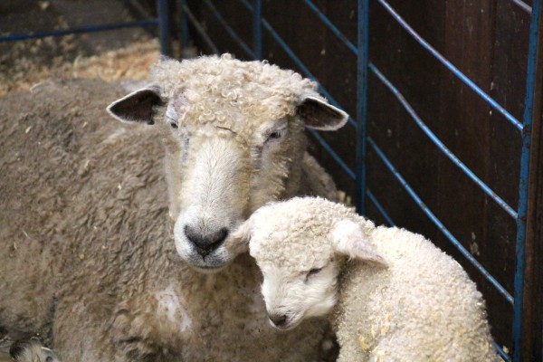 Momma Sheep and Lamb