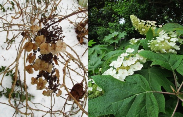 Oakleaf Hydrangea