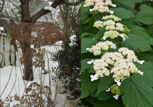 Smooth Hydrangea