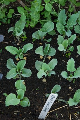 Cabbages the proper size for transplanting